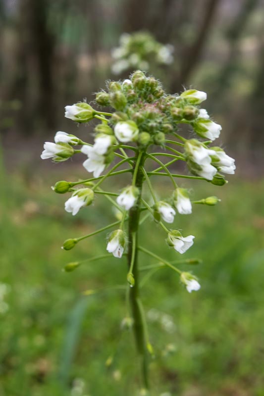 Capsella bursa-pastoris (Brassicaceae)